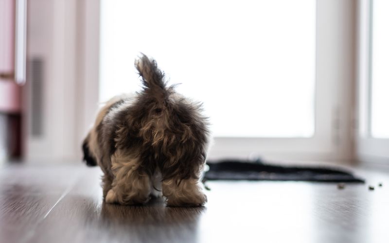 Should you wipe a dog's bottom?