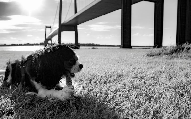 How often should you walk a Cavalier King Charles?