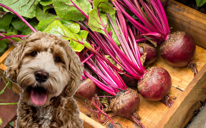 Are beets bad for dogs?
