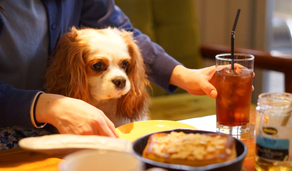 do cavaliers like to cuddle