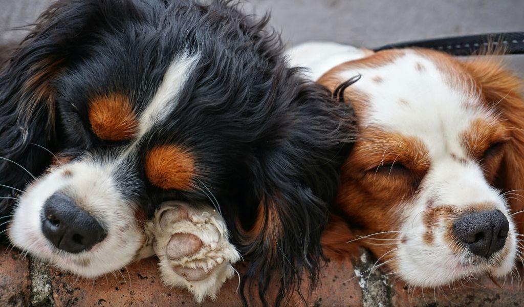 Do Cavaliers like to cuddle?