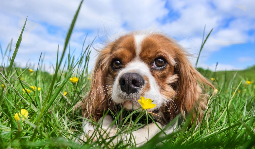 Are Cavaliers playful?