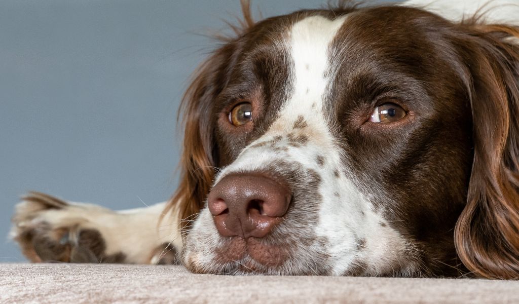 Do Springer spaniels like to cuddle?