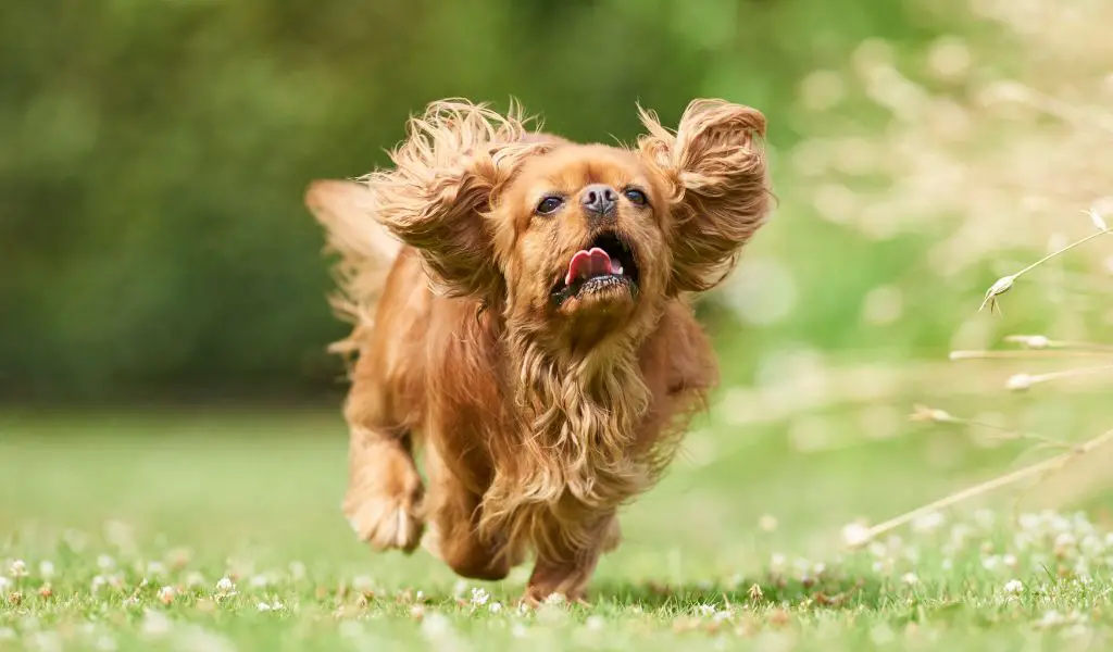 how to stop your spaniel from running off