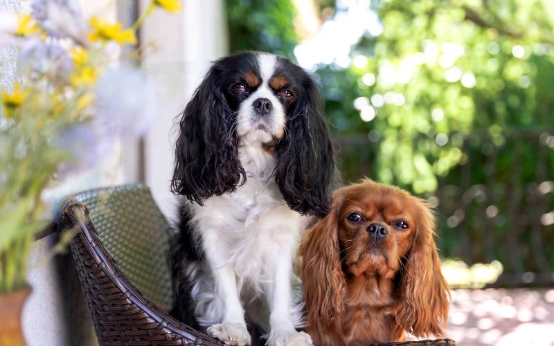 Do Cavaliers like to cuddle? 2 Do Cavaliers like to cuddle?