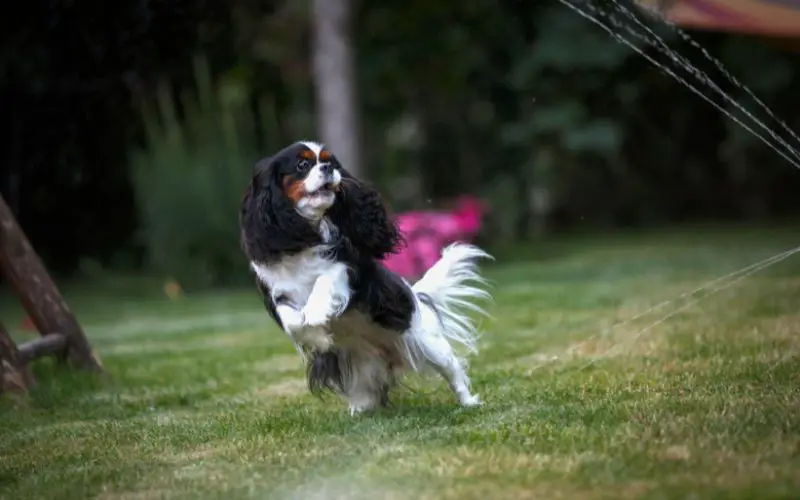 Are Cavaliers playful?