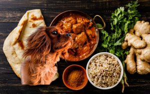 Can dogs eat curry?