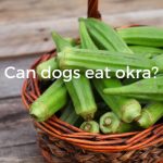 Can dogs eat okra?