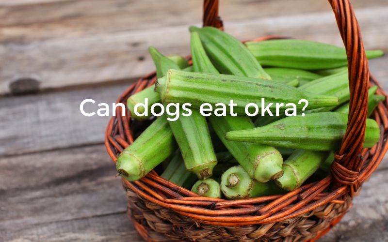 Can dogs eat okra?