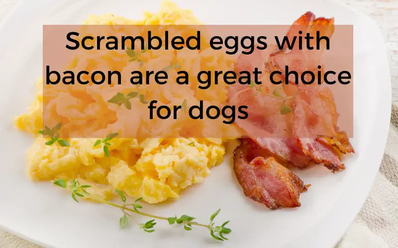 Can dogs eat scrambled eggs?