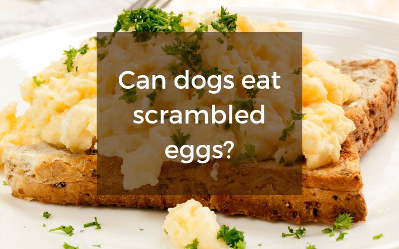 Can dogs eat scrambled eggs?