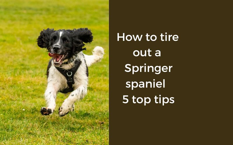 How to tire out a Springer spaniel – 5 top tips