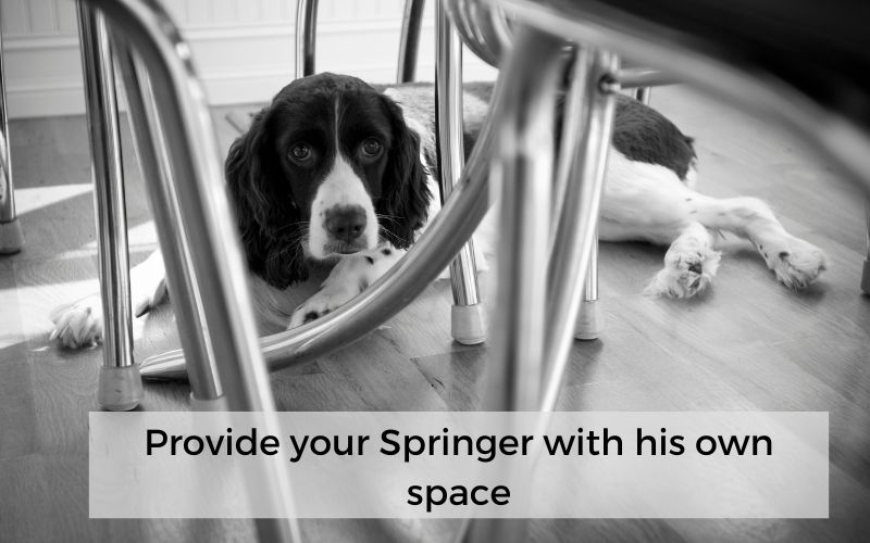 Can Springer spaniels be left alone?