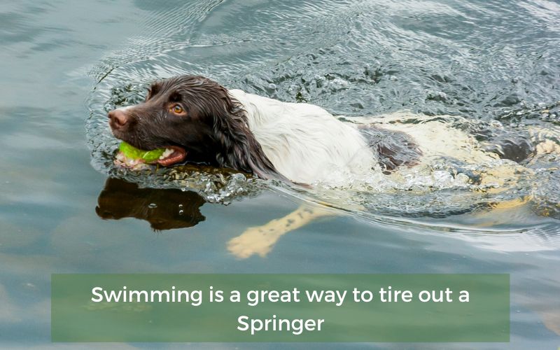 How to tire out a Springer spaniel - 5 top tips