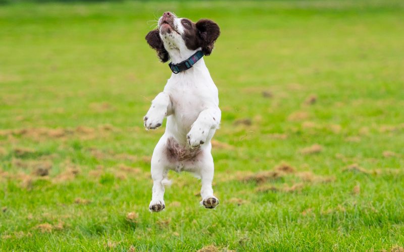 English Springer spaniels need daily exercise to be healthy and happy