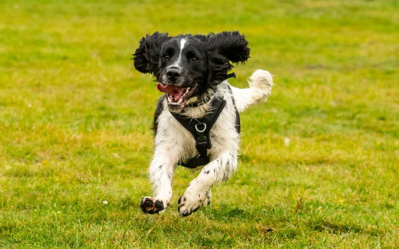 How much exercise do English Springer spaniels need?