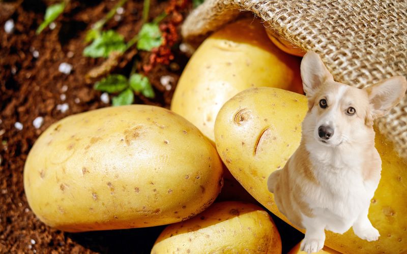 Is it safe for dogs to eat potatoes?