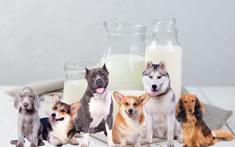can dogs be lactose intolerant