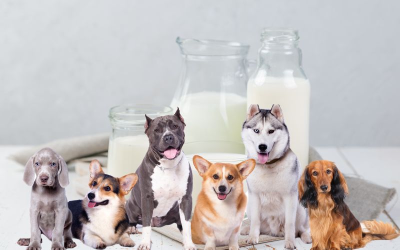 Can my dog be lactose intolerant? 8 can dogs be lactose intolerant