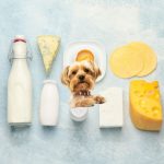Can my dog be lactose intolerant?