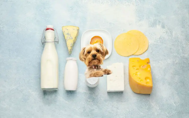 Can my dog be lactose intolerant?