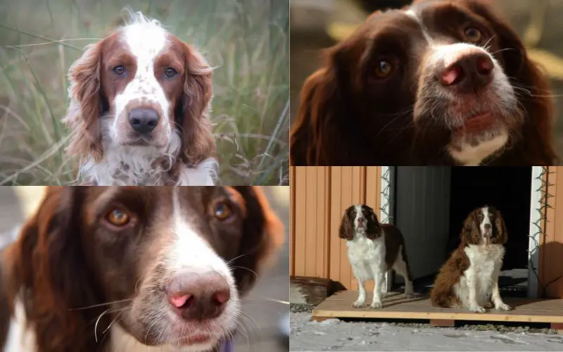 Can Springer spaniels be left alone?