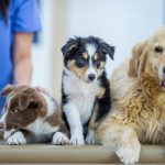 10 Signs that your dog needs to go to the vets