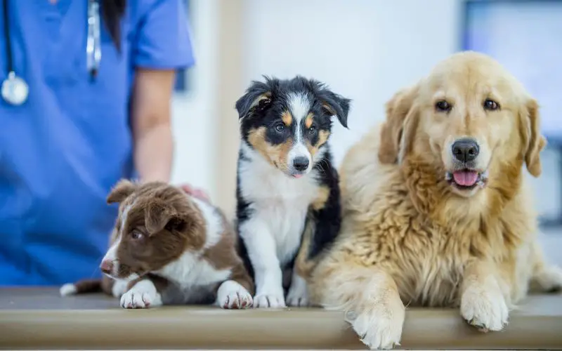 10 Signs that your dog needs to go to the vets