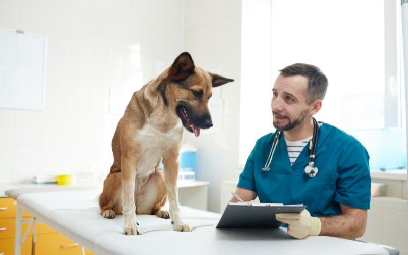 10 Signs that your dog needs to go to the vets