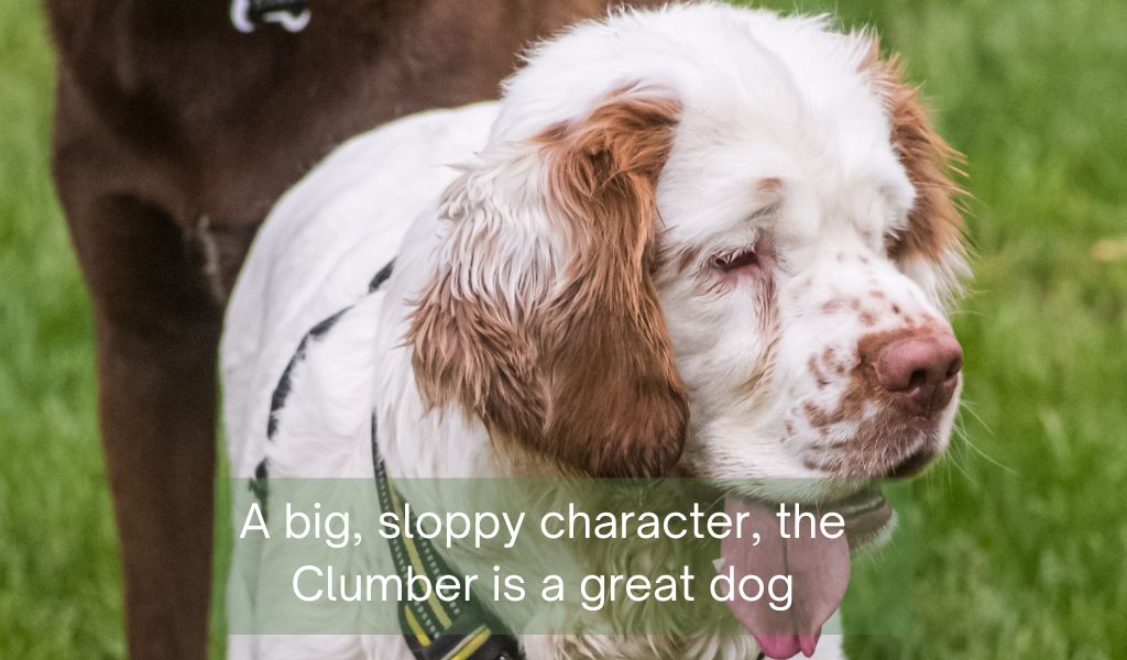 What is the calmest spaniel?