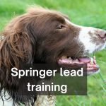how to train a springer spaniel to walk on the lead