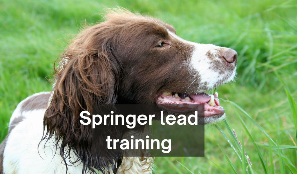 how to train a springer spaniel to walk on the lead