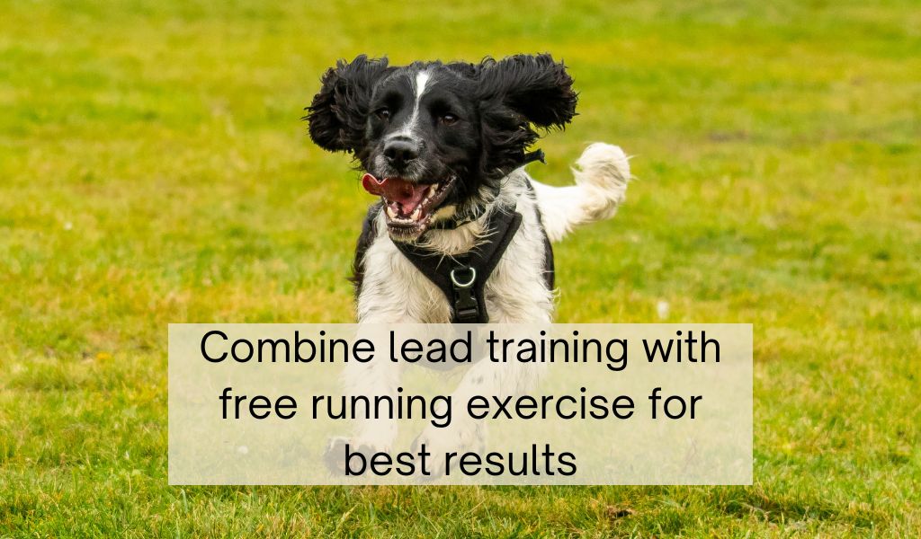 how to train a springer spaniel to walk on the lead