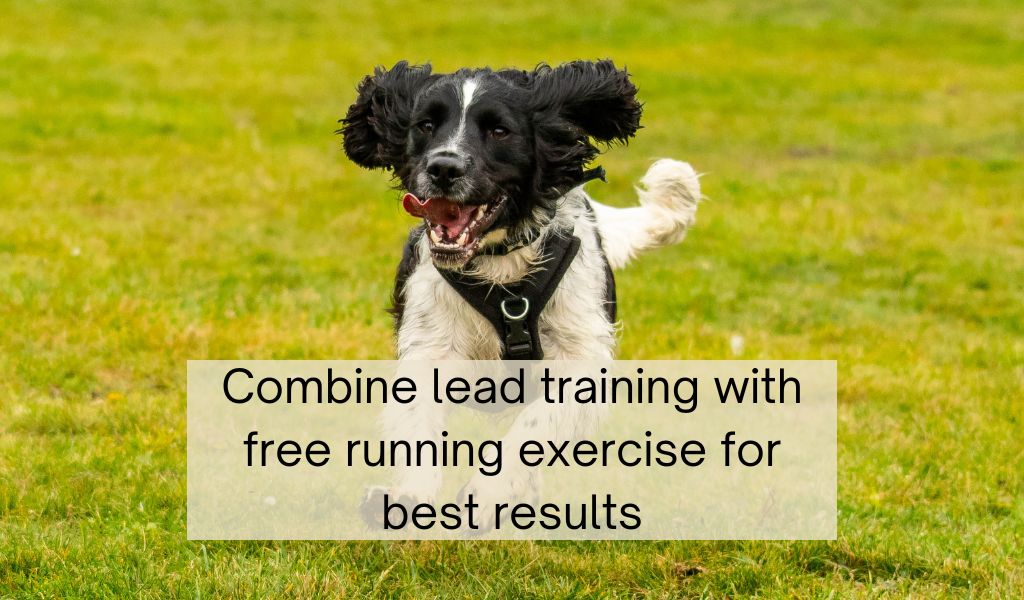 How to train a Springer spaniel to walk on the lead 2 how to train a springer spaniel to walk on the lead