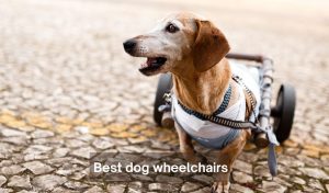 Best dog wheelchairs