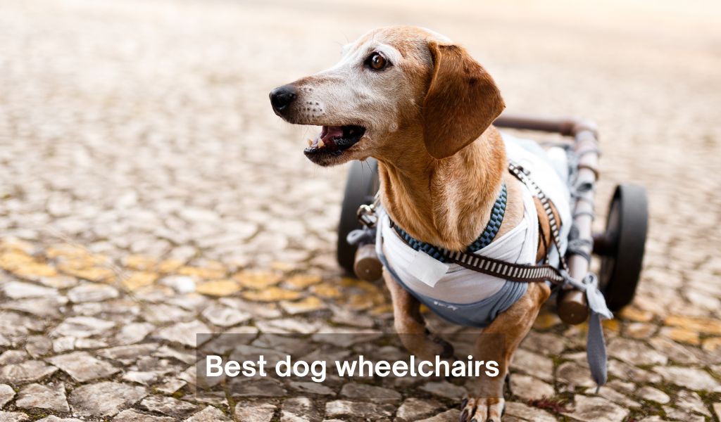 What are the best dog wheelchairs?