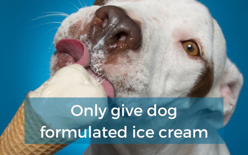 Can dogs eat ice cream