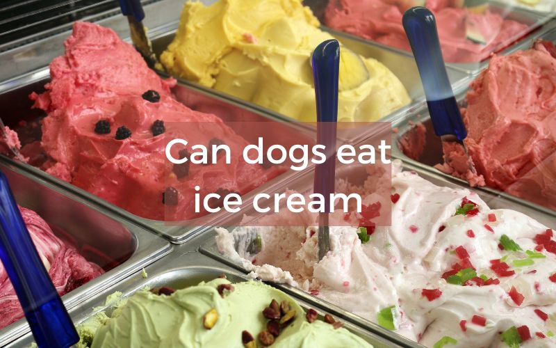 Can dogs eat ice cream