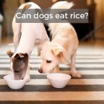 Can dogs eat rice