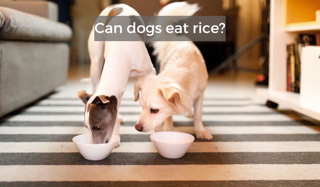 Can dogs eat rice