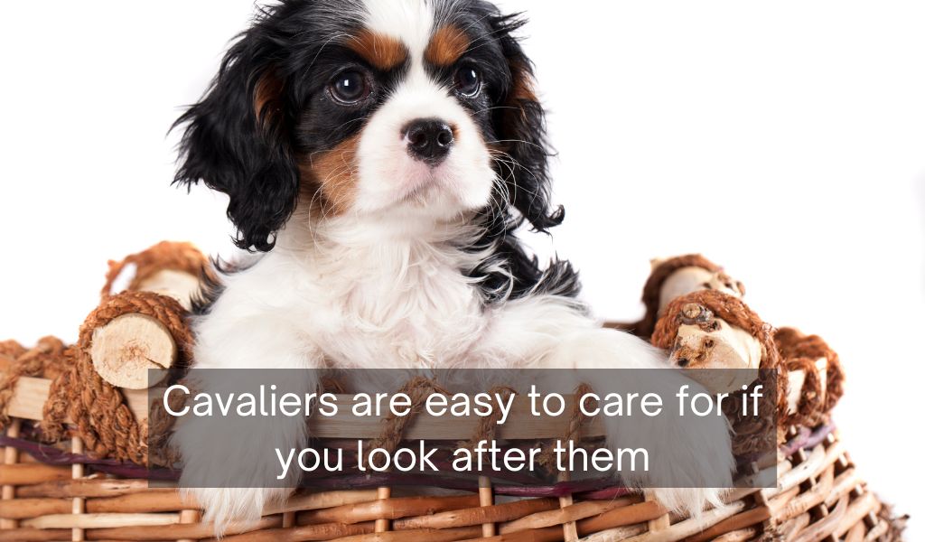 Are Cavalier King Charles spaniels high maintenance?