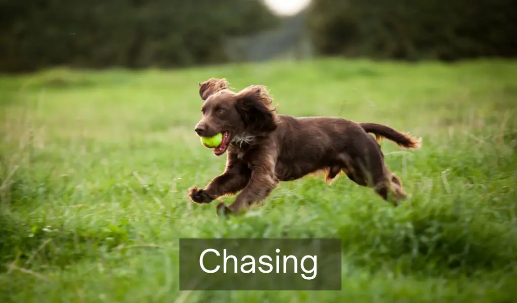 How to stop your dog from chasing things