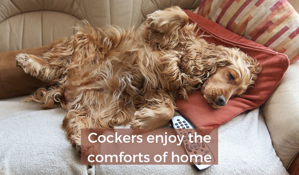 Are Cocker spaniels good house dogs?