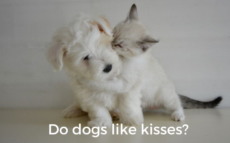 Do dogs like kisses