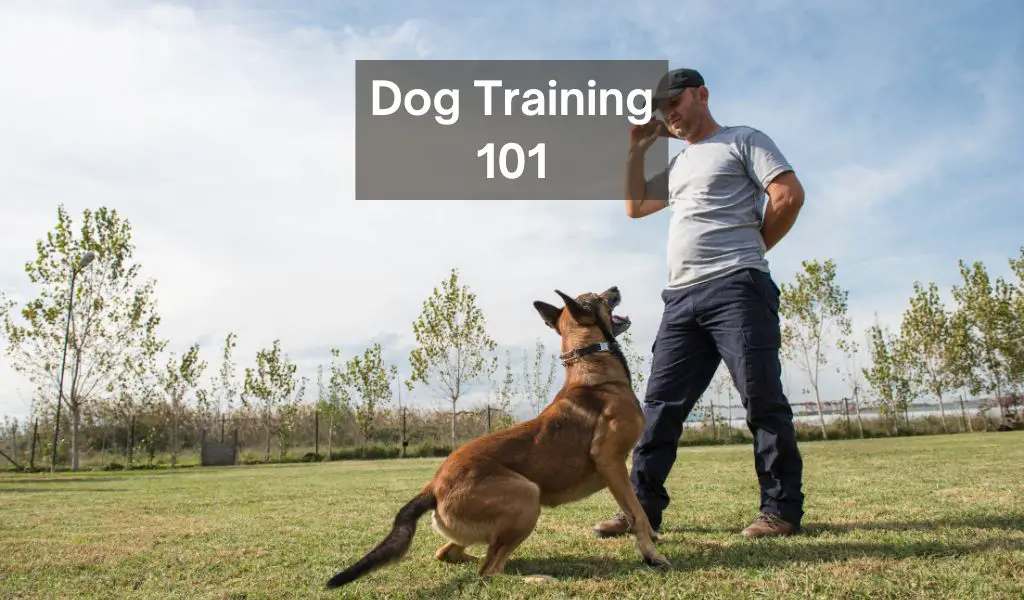 how to train a dog