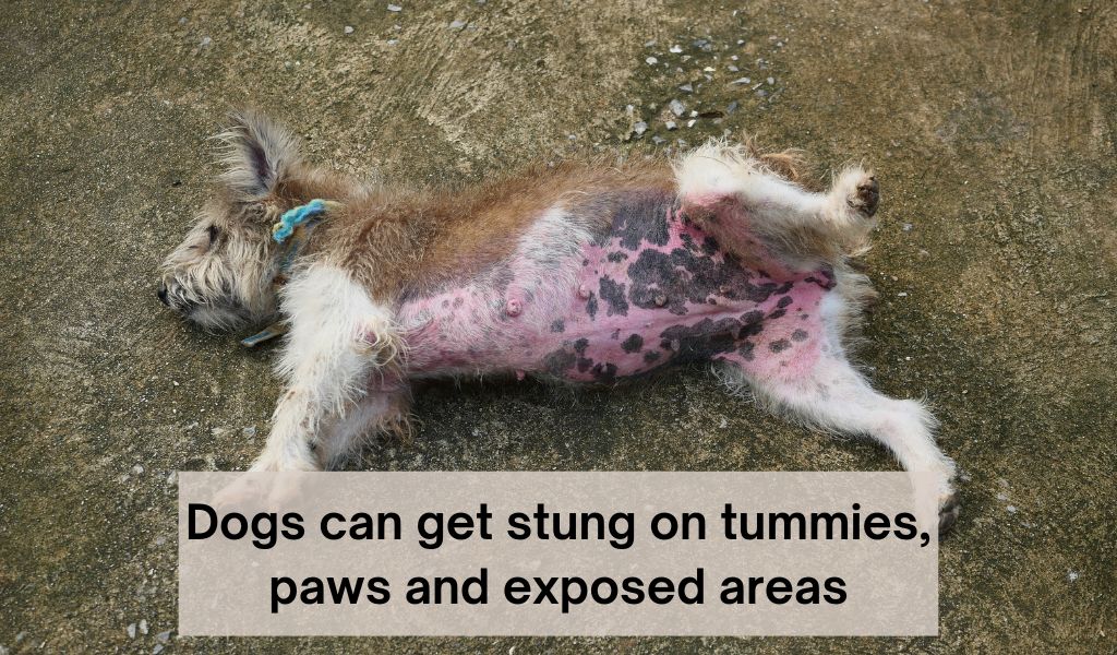 Can dogs get stung by stinging nettles
