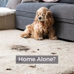 Can Cocker spaniels be left alone?