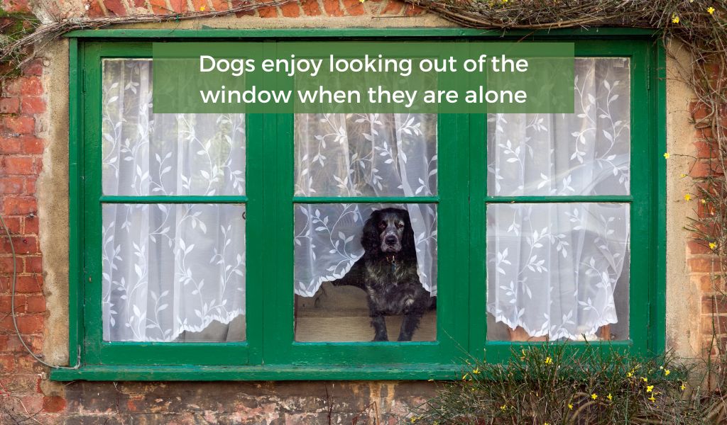 Can Cocker spaniels be left alone?