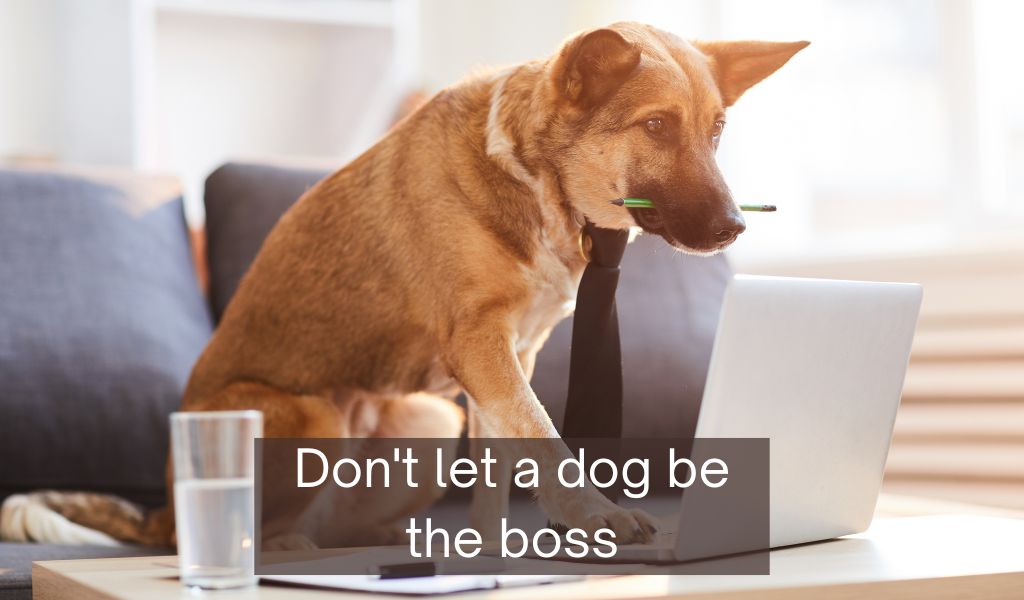 Understanding your dog's behaviour 8 Understanding your dog's behaviour