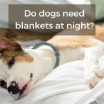 do dogs need blankets at night